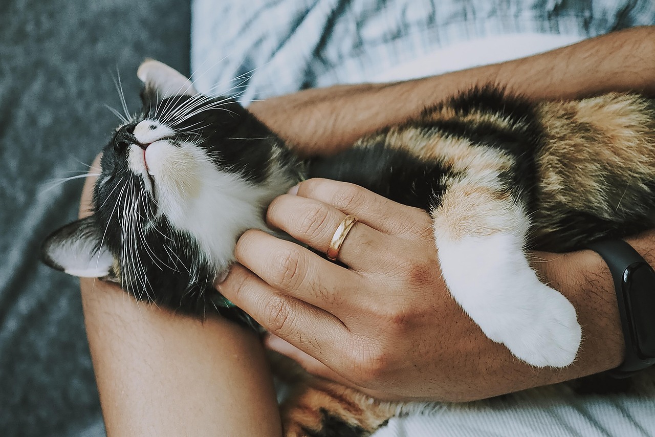 Cat rescue